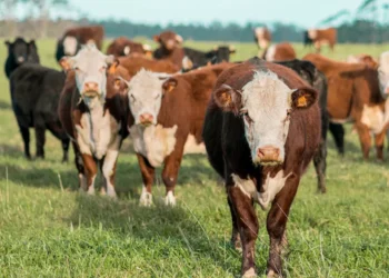 “O poder das experiências positivas na economia”