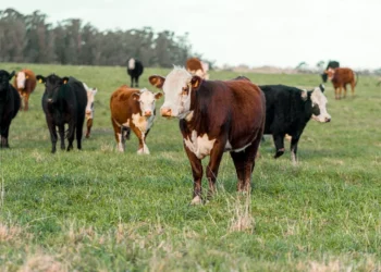 “Transformação e Inspiração: Experiências Positivas na Economia”