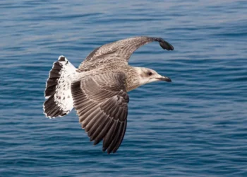 “Descubra a Costa del Sol: Paraíso de Investimentos na Espanha”