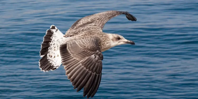 “Descubra a Costa del Sol: Paraíso de Investimentos na Espanha”