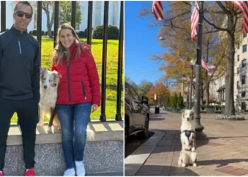 Border Collie mais cara do mundo é brasileira e faz parte do Service Dog