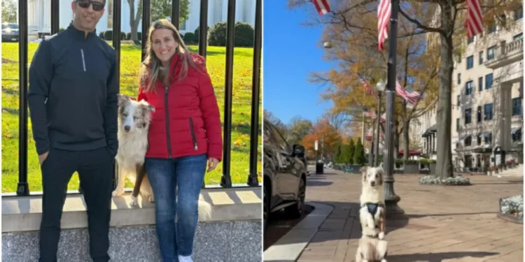 Border Collie mais cara do mundo é brasileira e faz parte do Service Dog