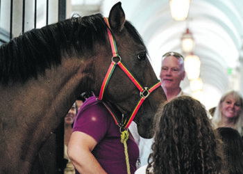 O Lusitano é um dos mais belos cavalos do mundo e vale um milhão