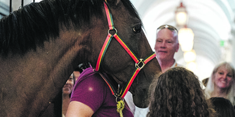 O Lusitano é um dos mais belos cavalos do mundo e vale um milhão