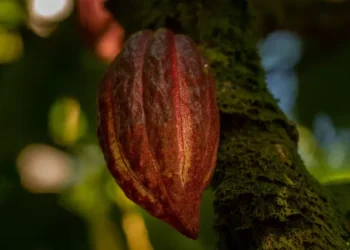 Tarifaço de Trump pode gerar perda de R$ 180 mi para a indústria de cacau brasileira