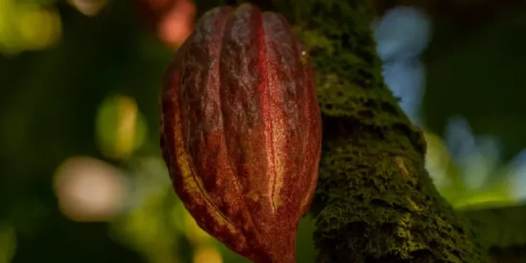 Tarifaço de Trump pode gerar perda de R$ 180 mi para a indústria de cacau brasileira