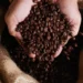 Setor cafeeiro intensifica negociações para reverter tarifa dos EUA sobre café brasileiro