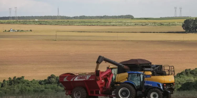 IBGE prevê safra recorde de 346 milhões de toneladas em 2025